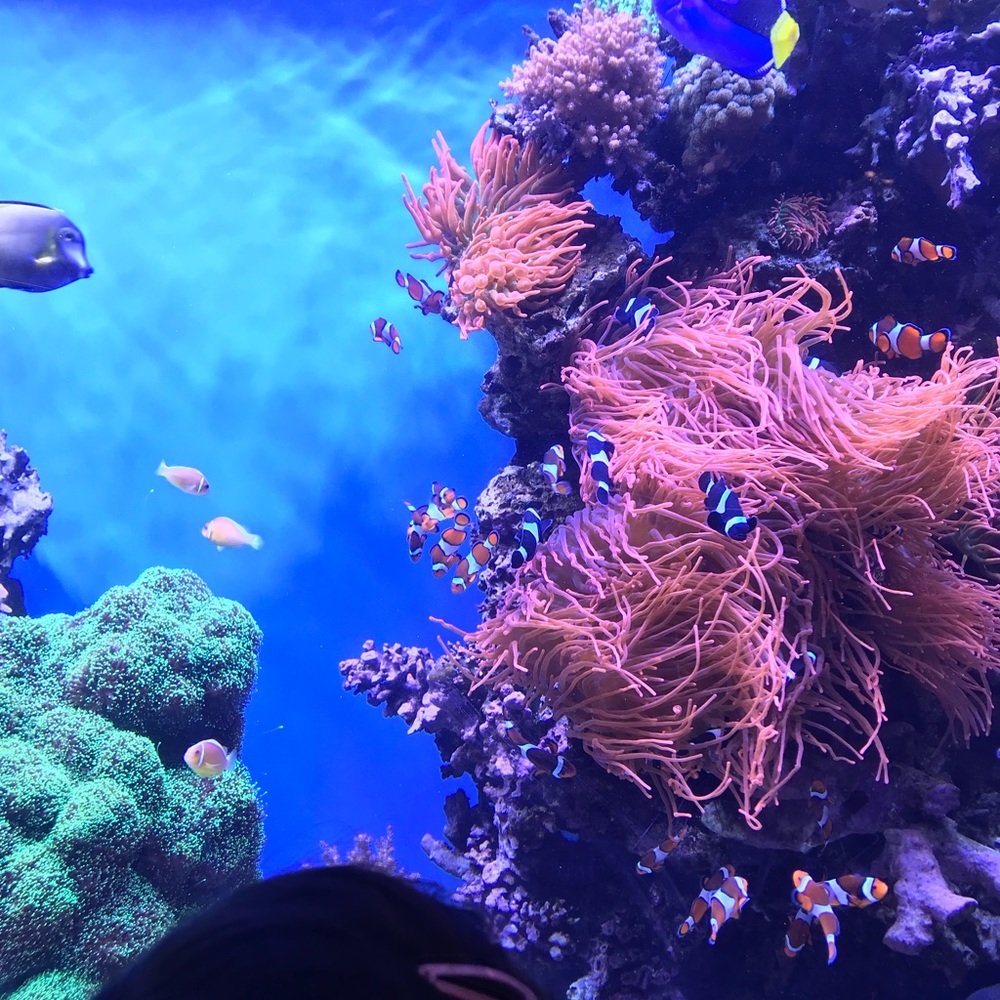 Meet your Posher, SuperFly